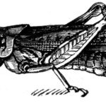 Locust2